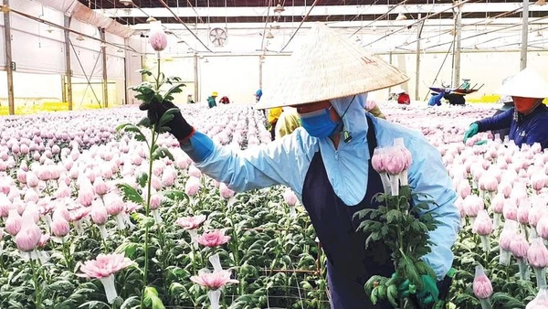 Hoa Đà Lạt đã có mặt tại hơn 23 quốc gia, trong đó có những thị trường yêu cầu cao như Nhật Bản, Australia và châu Âu.