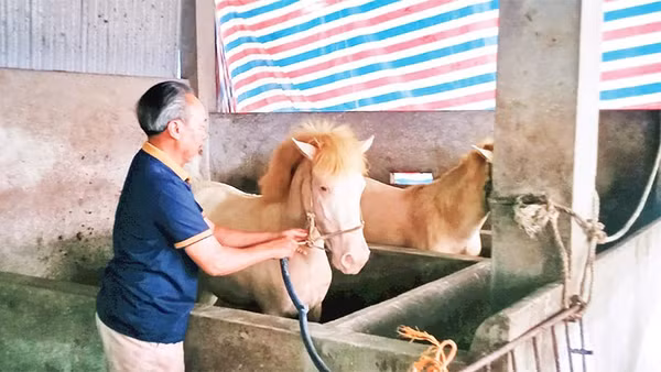 Ông Nguyễn Văn Mùa ở xóm Phẩm I, xã Kha Sơn được Ngân hàng Chính sách xã hội cho vay 100 triệu đồng phát triển nghề nuôi ngựa bạch.