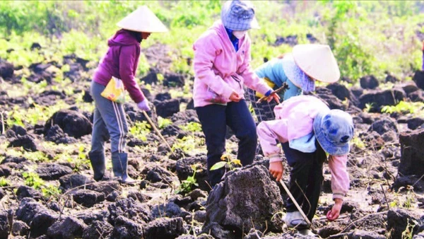 Trên cánh đồng đá dung nham núi lửa phủ kín bề mặt, người dân phải cần mẫn tìm từng khe đá nhỏ để tra hạt.