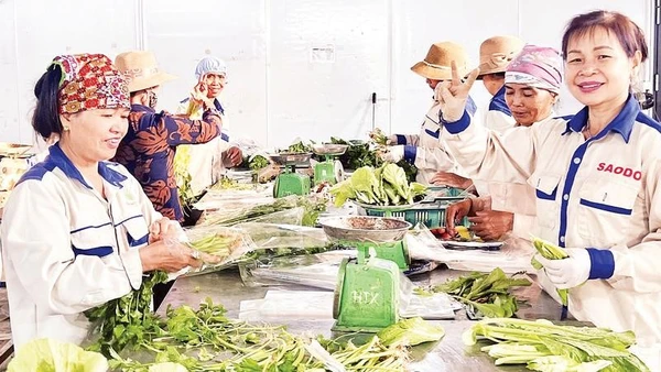 Hợp tác xã Rau an toàn Tứ Xã ứng dụng công nghệ vào sản xuất đã mang lại nguồn thu ổn định cho người dân.