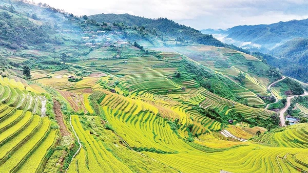 Mùa vàng Mù Căng Chải, Lào Cai. (Ảnh VINH THU)