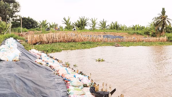 Tuyến đê biển quốc gia đoạn đi qua ấp Giồng Bàn, xã Long Vĩnh bị sạt lở chân đê, dài 70m.