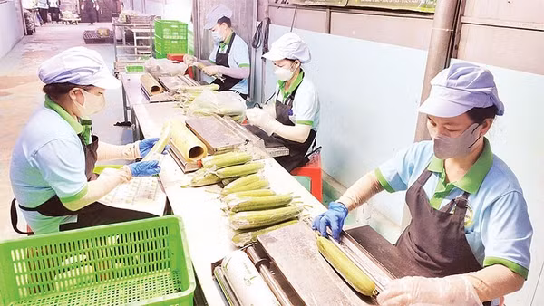 Công nhân sơ chế hàng nông sản do Hợp tác xã nông nghiệp Mỹ Thạnh liên kết sản xuất trước khi đưa đến tay người tiêu dùng.