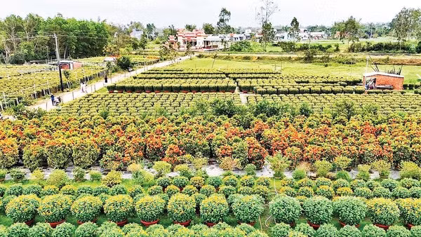 Một góc làng hoa Hà Đông ở phường Điện Bàn Bắc, thành phố Đà Nẵng.