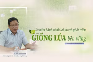 50 năm hành trình lai tạo và phát triển giống lúa bền vững