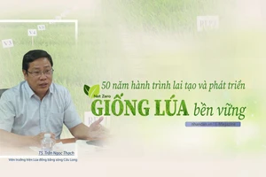 50 năm hành trình lai tạo và phát triển giống lúa bền vững