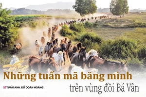 Những tuấn mã băng mình trên vùng đồi Bá Vân