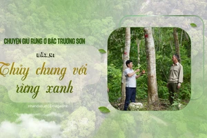 Bài 4: Thủy chung với rừng xanh