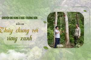 Thủy chung với rừng xanh