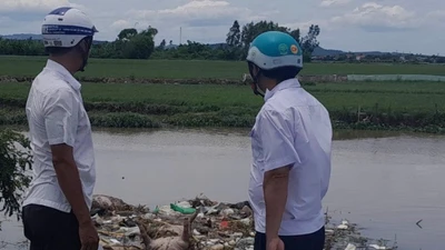 Phát hiện nhiều xác heo chết không rõ nguyên nhân, từ đâu vứt ra kênh mương.