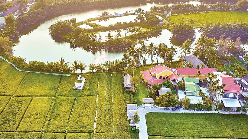 Đồng lúa xanh rì, nơi anh Thanh cùng bà con nông dân tạo nên trải nghiệm độc đáo cho thực khách. (Ảnh: NVCC)