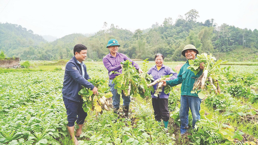 Được mùa củ cải Nhật ở xã Yên Phong. (Ảnh: VĂN TRIỀU)