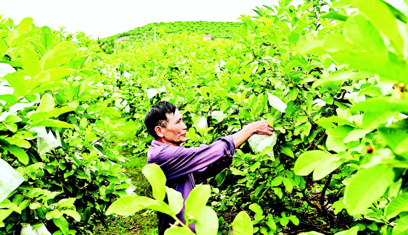 Vườn ổi rộng hàng héc-ta giữa thung lũng xã Phúc Hòa, tỉnh Bắc Ninh. (Ảnh BẢO LONG)