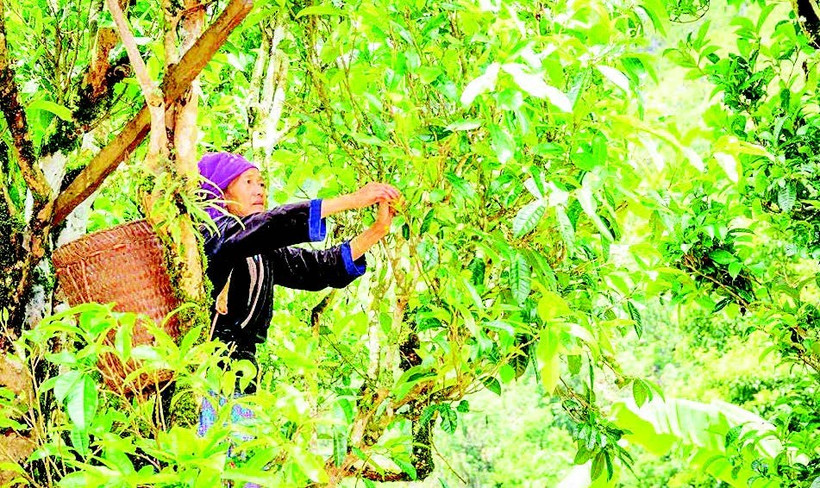 Đồng bào dân tộc H'Mông ở xã Sín Chải thu hái búp chè trên cây chè Shan tuyết cổ thụ.