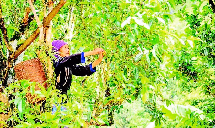 Đồng bào dân tộc H'Mông ở xã Sín Chải thu hái búp chè trên cây chè Shan tuyết cổ thụ.