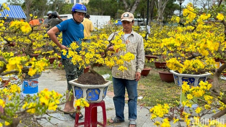 Chợ hoa Tết Bính Ngọ 2026 tại Đà Nẵng sẽ có 277 lô hoa.