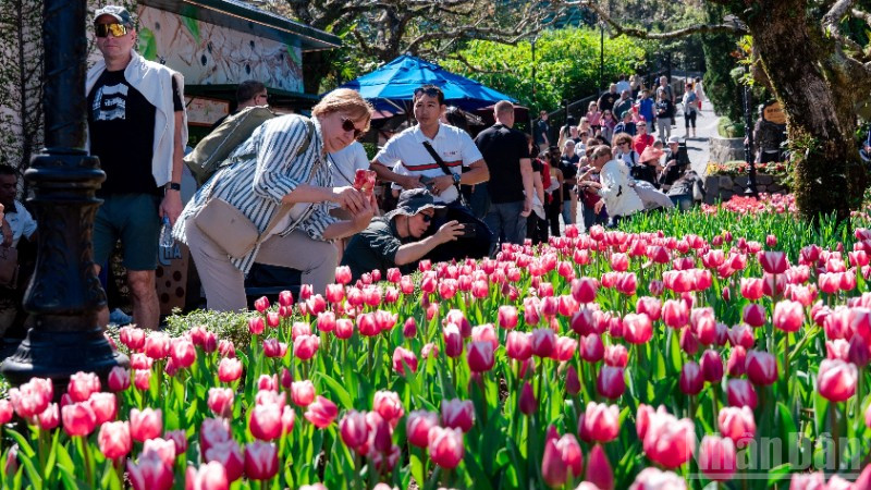 Hàng nghìn du khách đổ về ngắm hoa tulip trên đỉnh Bà Nà, Đà Nẵng. 