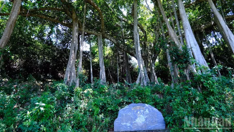 Cây Đa di sản trên bán đảo Sơn Trà. (Ảnh: ANH ĐÀO)