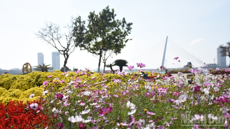 Đà Nẵng mùa xuân Bính Ngọ năm 2026. 