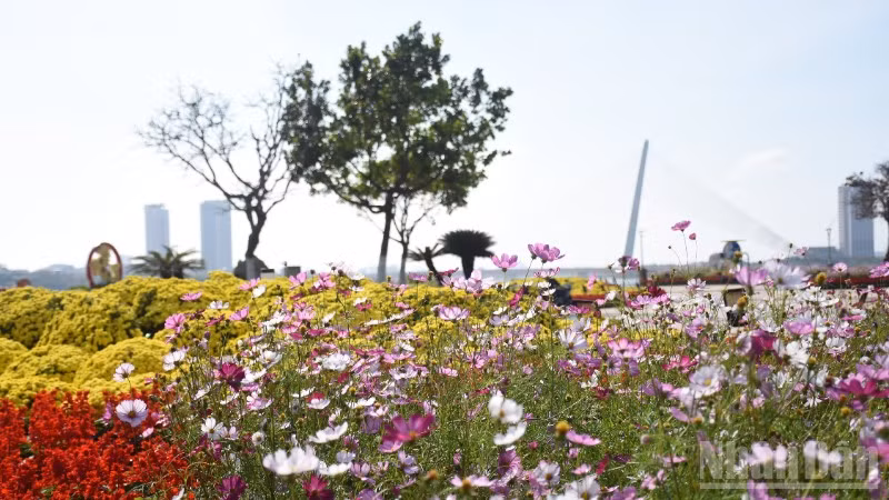 Đà Nẵng mùa xuân Bính Ngọ năm 2026. 