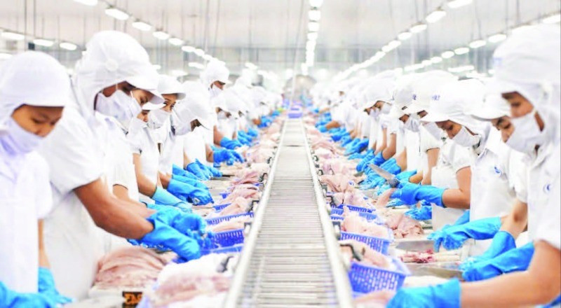 Chế biến cá tra xuất khẩu tại Công ty cổ phần Vĩnh Hoàn. (Ảnh THANH NGỌC)