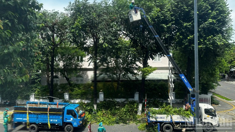 Đà Nẵng chủ động cắt tỉa cây trên các tuyến phố chính ngày 23/8. (Ảnh: ANH ĐÀO)