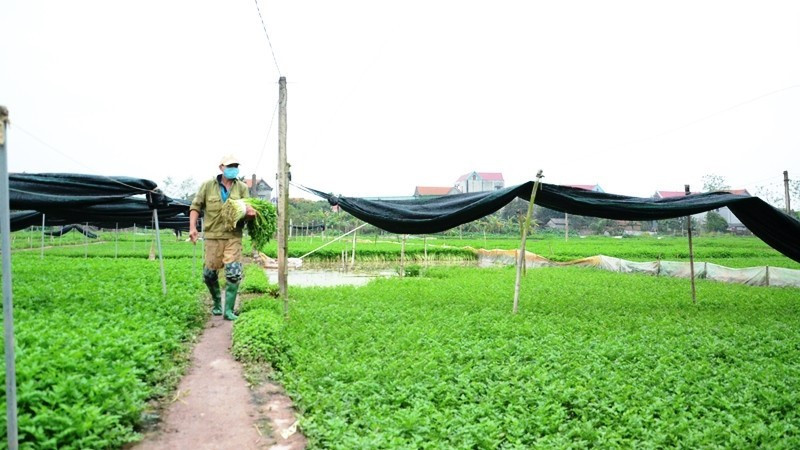 Hà Nội đang đẩy mạnh việc phát triển nguồn lương thực xanh trên toàn địa bàn thành phố