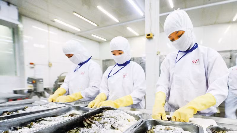 Sơ chế, chế biến thủy sản xuất khẩu tại doanh nghiệp trên địa bàn thành phố Cần Thơ. (Ảnh ANH MINH)