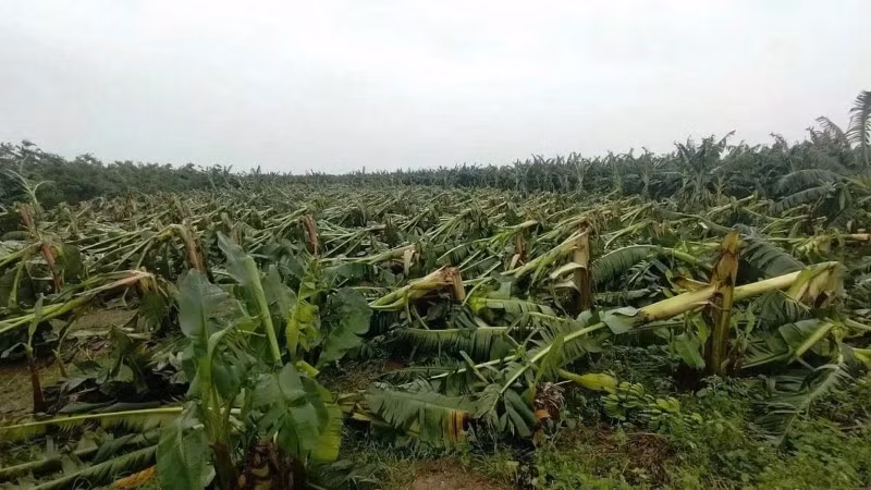 Hồ sơ miễn, giảm tiền thuê đất đối với diện tích đất sản xuất nông nghiệp bị thiệt hại do thiên tai được quy định rõ ràng và đơn giản hóa.