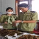 Lực lượng quản lý thị trường kiểm tra, phát hiện sâm Ngọc Linh giả.