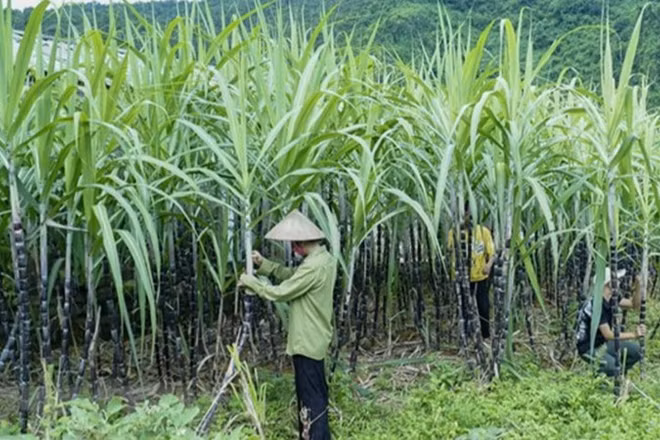 Ảnh minh họa. (Nguồn: TTXVN)