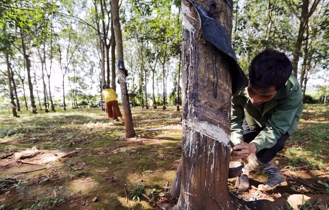 Khai thác mủ cao-su. (Ảnh minh họa: Trần Việt/TTXVN)