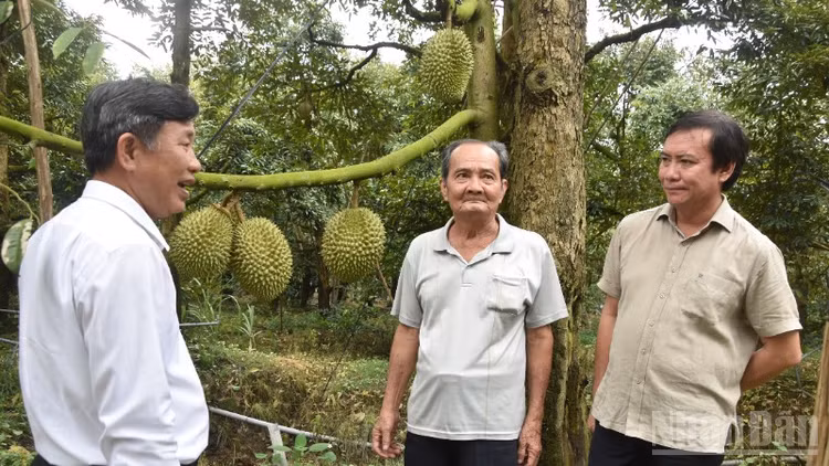 Đồng chí Lê Hà Luân (bên phải) trao đổi với nông dân xã Long Tiên, tỉnh Đồng Tháp về hướng phát triển cây sầu riêng.