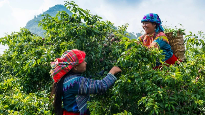 Triển lãm văn hóa liên tỉnh tái hiện đời sống vùng cao Việt Nam