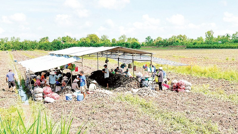 Nông dân Vĩnh Long thu hoạch khoai lang. 