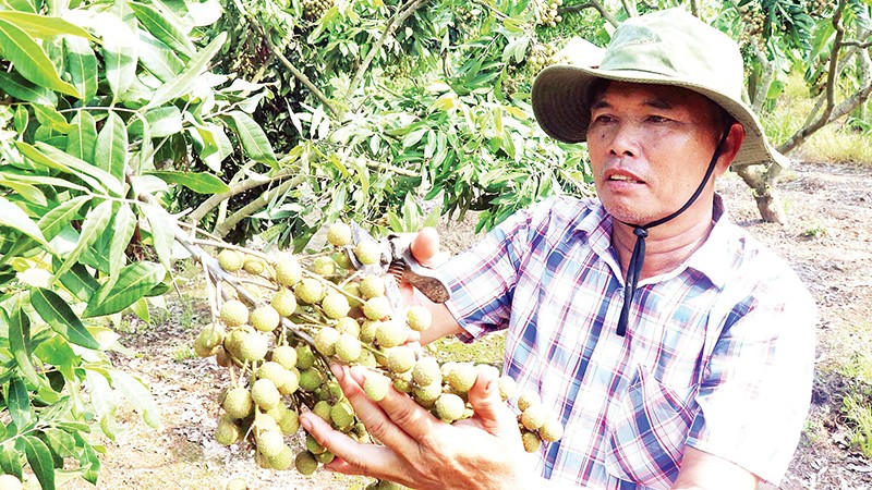 Nông dân xã Tân Hưng, tỉnh Hưng Yên được mùa nhãn.