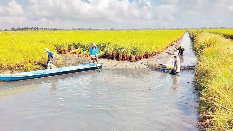 Mô hình trồng lúa kết hợp nuôi tôm ở xã Phước Long, tỉnh Cà Mau đem lại hiệu quả kinh tế cao, bền vững. 