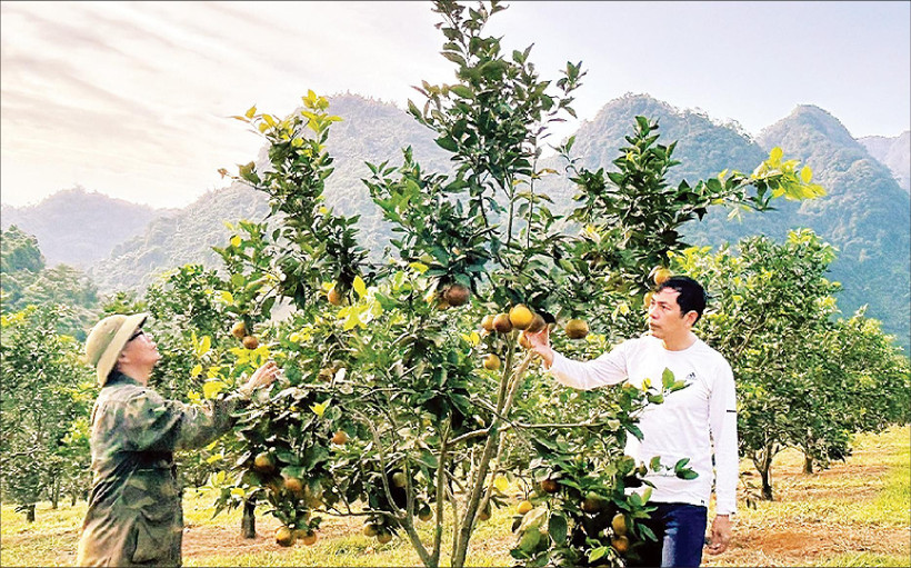 Năm 2025, trang trại cam của ông Trịnh Xuân Giáo (áo trắng) ở thung lũng Thiên Sơn thu về 300 tấn quả.