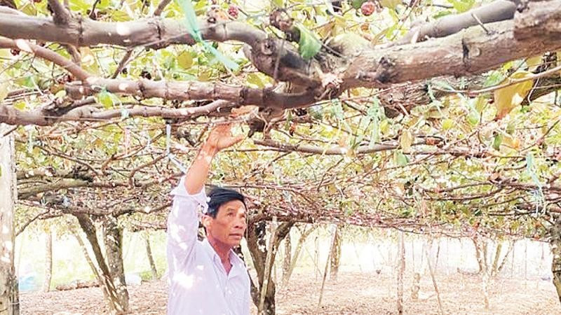 Ông Trượng Thành Liêm chăm sóc giàn táo vừa cho thu hoạch xong, chuẩn bị mùa vụ mới.