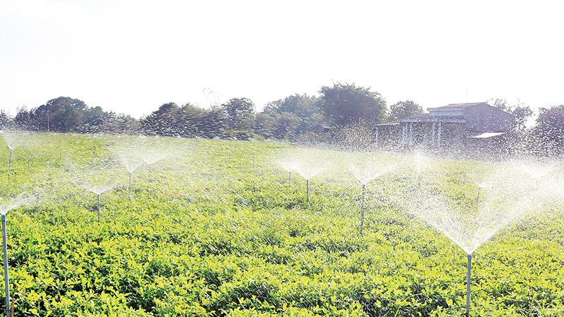 Nông dân xã Hiệp Mỹ, áp dụng mô hình tưới nhỏ giọt, tiết kiệm nước trong sản xuất nông nghiệp. 