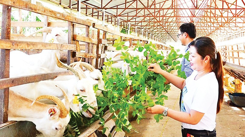 Du khách trải nghiệm cho dê ăn tại trang trại. 