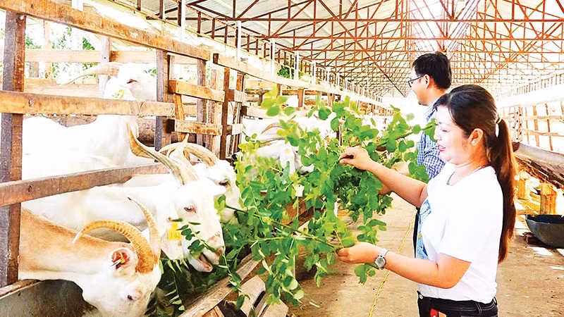 Du khách trải nghiệm cho dê ăn tại trang trại. 