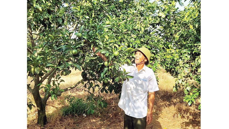 Ông Bế Văn Mai chăm sóc vườn cam của trang trại. 
