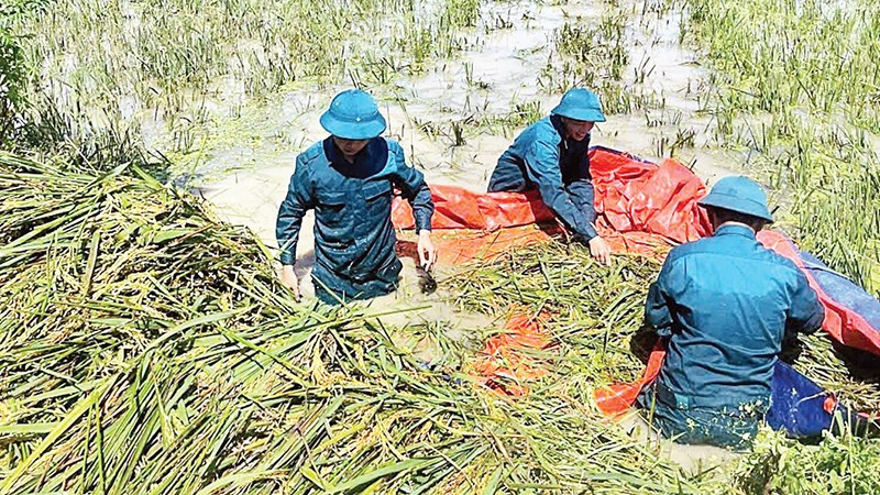 Lực lượng chức năng giúp người dân xã Trần Phú thu hoạch lúa. 