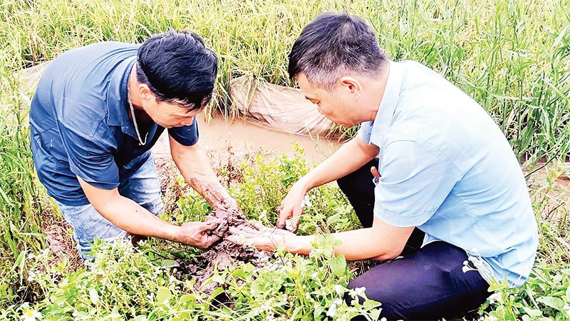 Cán bộ Trung tâm Khuyến nông Hưng Yên thăm đồng, kiểm tra rươi sinh trưởng trên ruộng lúa hữu cơ.