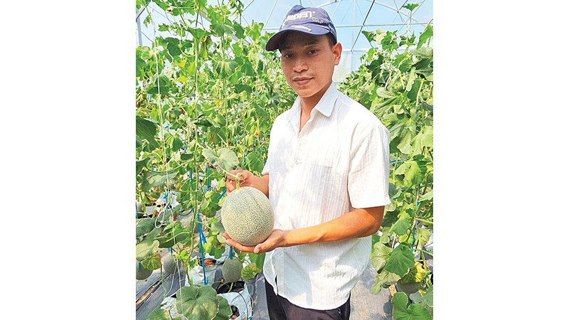 Dưa lưới xanh ngày Tết hút hàng.