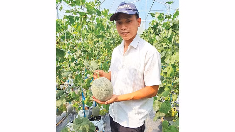 Dưa lưới xanh ngày Tết hút hàng.