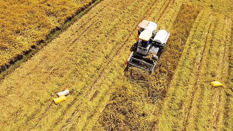 Gạo ST25 tại thành phố Cần Thơ không chỉ là một giống lúa đoạt giải mà còn là tài sản quốc gia.
