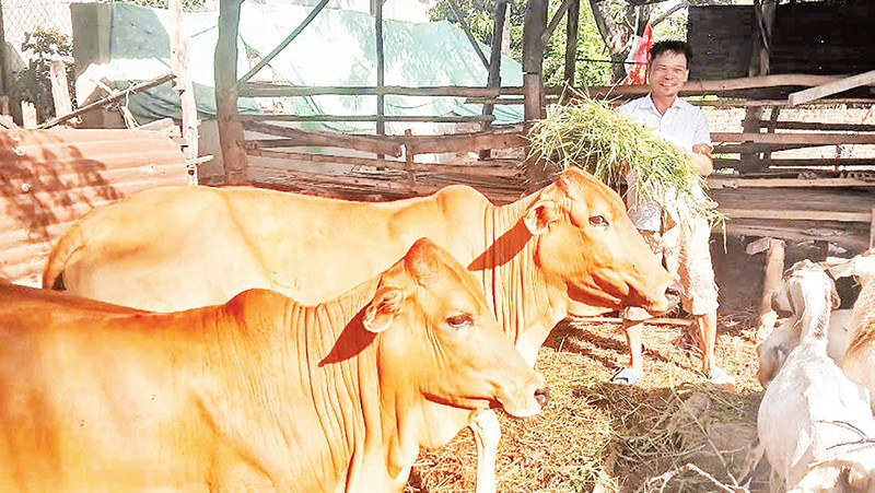 Ông Nguyễn Mạnh Đoàn ở thôn Thành Sơn, thuộc diện hộ nghèo và được địa phương hỗ trợ vay 20 triệu đồng từ Ngân hàng Chính sách xã hội và người thân trong gia đình hỗ trợ thêm vốn để mua một con bò cái sinh sản và chục con dê chăn nuôi, đem lại thu nhập gần 50 triệu đồng/năm, đời sống được cải thiện nhiều.