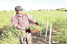 Nông dân xã Phước Dinh, tỉnh Khánh Hòa thu hoạch măng tây xanh trồng trên những vùng đất pha cát.